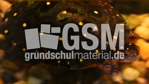 Tropfenschildkröte (3).jpg